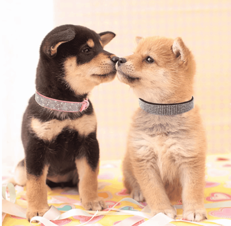 Collares Elegantes Para Mascotas Con Diamantes Brillantes - Imagen 5